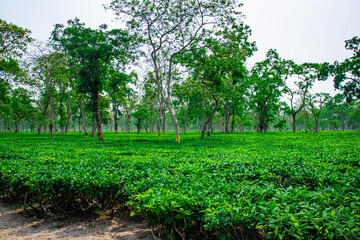 tea plants with its newly grown green leafs at tea garden at day from flat angle