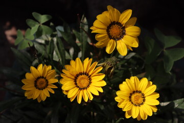 Sunflowers in tandem