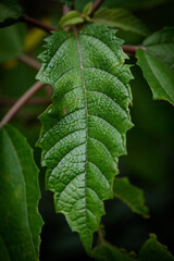 close up of green leaf