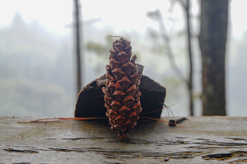 A beautiful pine fruit isolated on the lush forest