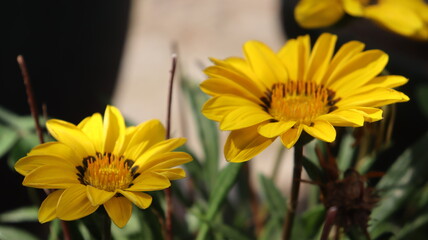 Close Shot Sunflower