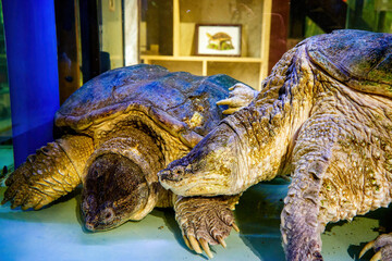 Two giant turtle turtle close-up, water fish