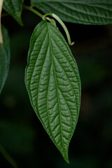 green leaf background