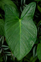 close up of green leaves