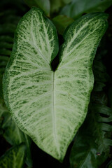 close up of a leaf