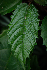 leaf with water drops