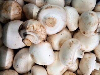 mushrooms on a market stall