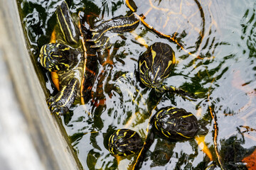 Close-up of a group of flame turtles in the pool