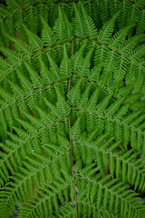 green fern leaves