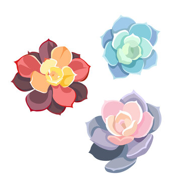 Vector set of oil-painted colorful succulents named Echeveria Elegance on white isolated background, Stone Roses or Echeverias in Flat design style, concept of Indoor Succulents, Window Gardening.
