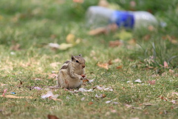 squirrel in the park