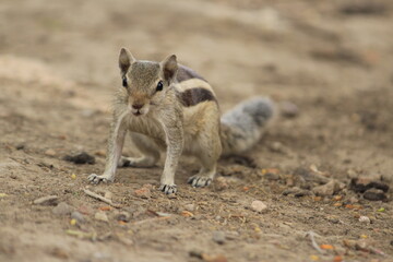 meerkat on the ground
