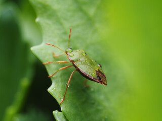 Drops on a green shield bug