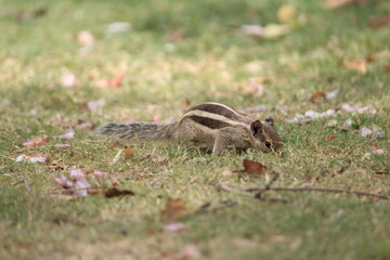 squirrel in the grass