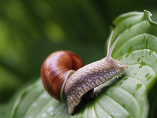 Snail on the hosta leaf closeup