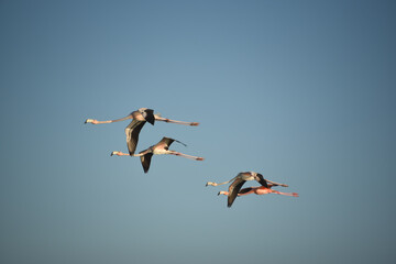 BIRDS- Bahamas- Close Up of Four Beautifully Colorful Flimingos in Flight