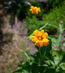 Bright yellow heliopsis flowers on a green background. False sunflower. Photo of yellow blossom flower on green stem close-up