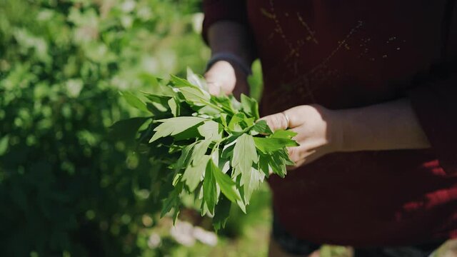 A woman collects greens for lunch from the garden beds. She holds a bouquet of greenery in her hands. Close-up