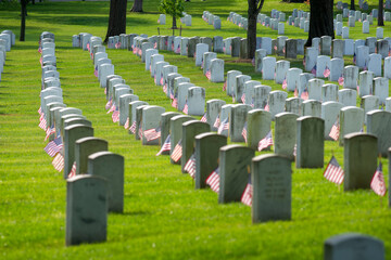 Small American flags mark every grave during   Memorial Day weekend  at Arlington National Cemetery, Arlington, VA. - obrazy, fototapety, plakaty