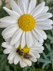 Fototapeta premium Margerite mit Insekt auf Blüte