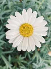 Fototapeta premium Margerite Blüte