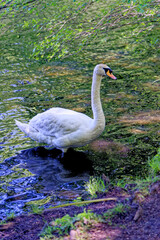 Swan swimming across Virginia waters - UK
