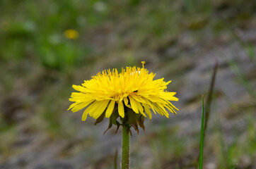 closeup of the dandelion