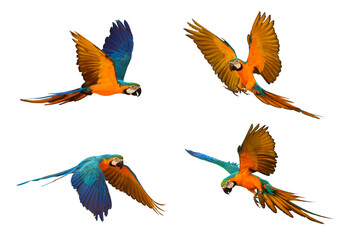 Set of colorful macaw parrot flying isolated on white