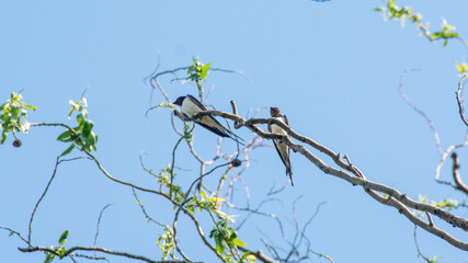 Barn swallow (Hirundo rustica), Nature reserve, Carska bara, Serbia