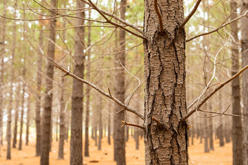 Obraz premium Rows of trees in a Pine Forest Plantation