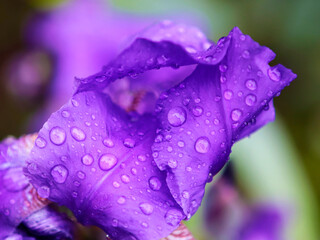 Violet Iris petals with drops of rain on the blur background