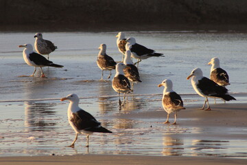 seagulls bird beach waves summer sunset