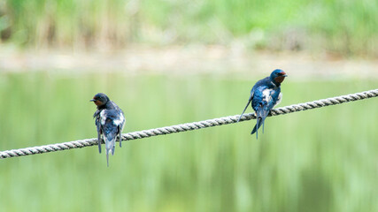 Barn swallow (Hirundo rustica), Nature reserve, Carska bara, Serbia