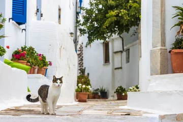 Gardinen Beautiful stray cat in a narrow street in Athens, Greece © Klaus Heidemann/Wirestock