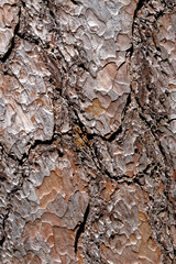 Close-up of the bark of a pine tree - Nature background
