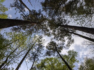 tree canopy blue sky spring