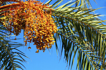 Grappe de dattes en cours de maturation sur une branche de palmier-dattier.