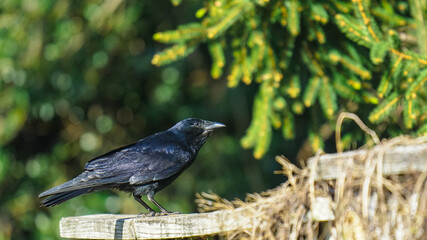 Fish crow sitting on the fence waiting for food