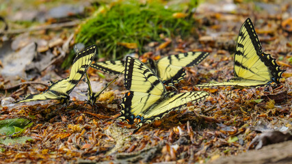 Eastern Tiger Swallowtails butterflies sleep on a wet ground near the lake