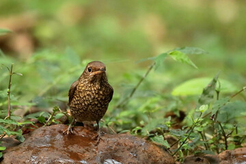 Female Blue Capped Rock Thrush,  Monticola cinclorhynchus, Ganeshgudi, Karnataka, India