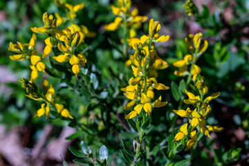 Genista tinctoria bush growing in the forest, close up