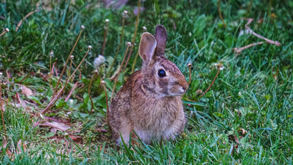 Naklejka na ściany i meble Close-up of Cottontail rabbit hiding in grass