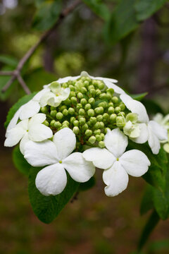 Viburnum flowering bush Vib rnum pulus close-up of small white viburnum flowers on a tree branch