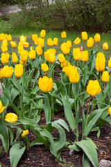 Bright and colorful yellow tulips bloom in the spring