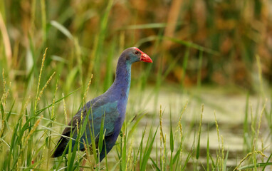 Purple Swamphen in marsh- Porphyrio porphyrio, Begur Lake, Bangalore Outskrits, Karnataka, India