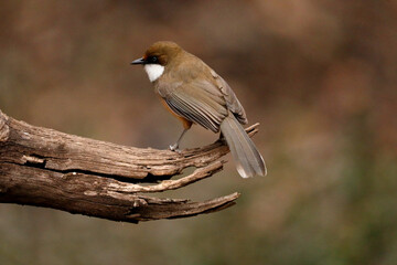 White Throated Laughing Thrush-Garrulax albogularis Sattal, Uttarakhand, India