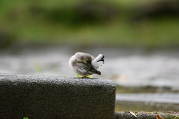 毛づくろいをするセキレイの雛