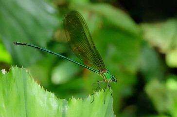 Clear winged forest glory damselfly-vestalis gracillis, Sindhudurg, Maharashtra, India