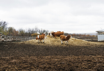 Cows on Farm. Brown cows eat hay from a feeder. The concept of global warming, ozone depletion.  ...