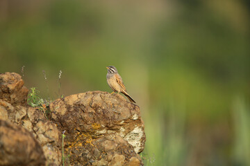 Striolated Bunting, Emberiza striolata, Pune, Maharashtra, India